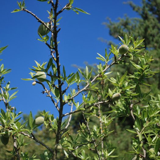 Prunus dulcis